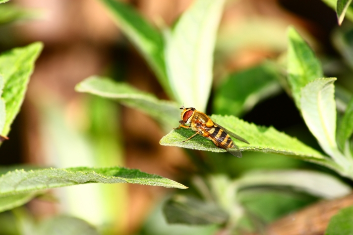 Syrphus ribesii?